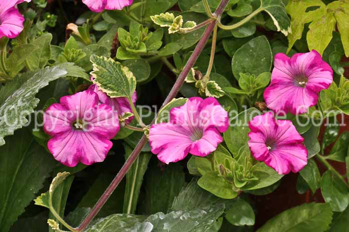PGC-A-Petunia-Antique-Shades-Sophistica-2010-001