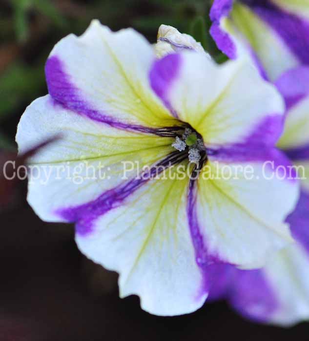PGC-A-Petunia-Blue-a-Fuse-813t-2