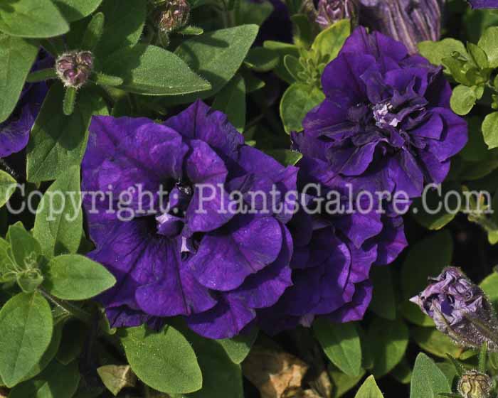 PGC-A-Petunia-Double-Wave-Blue-2010-002