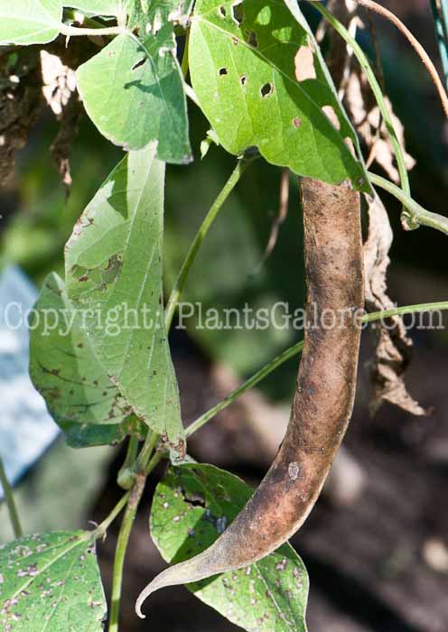 PGC-A-Phaseolus-coccineus-aka-Scarlet-Runner-Bean-1013p-2