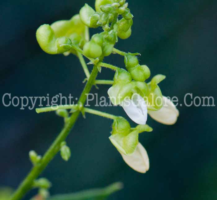 PGC-A-Phaseolus-lunatus-var-macrocarpus-aka-Lima-Bean-0913-1