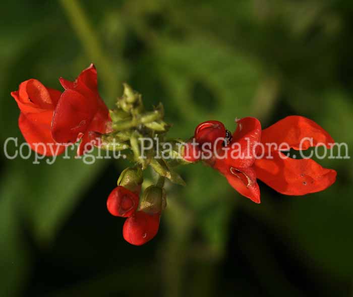 PGC-V-Phaseolus-coccineus-MSU-8-2011-001