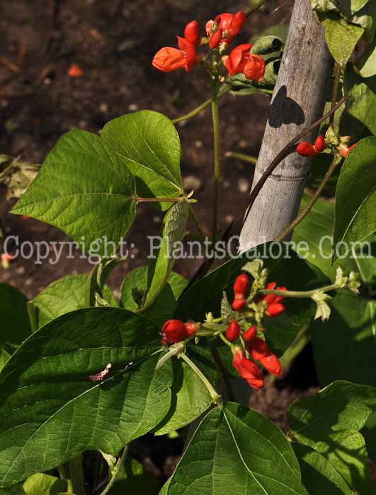 PGC-V-Phaseolus-coccineus-scarlet-runner-beans-xx-2010-