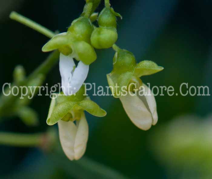 PGC-A-Phaseolus-lunatus-var-macrocarpus-aka-Lima-Bean-0913-2