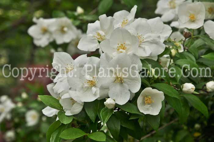 PGC-S-Philadelphus-Snow-Velvet-05-12-1