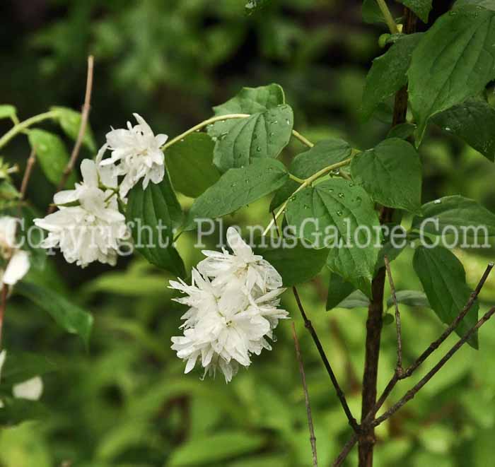 PGC-S-Philadelphus-Snowflake-aka-Minnesota-Snowflake-2