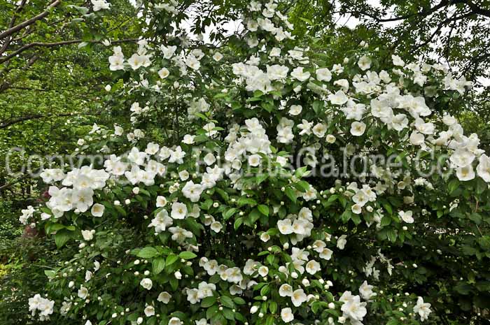 PGC-S-Philadelphus-Snow-Velvet-05-12-4
