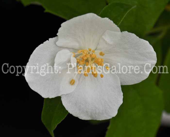 PGC-S-Philadelphus-lewisii-Snow-Velvet-2010-02