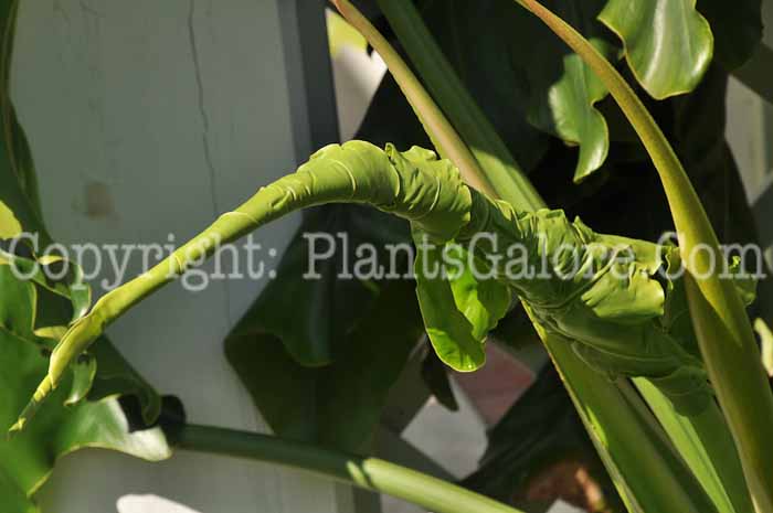 PGC-P-Philodendron-x-evansii-7