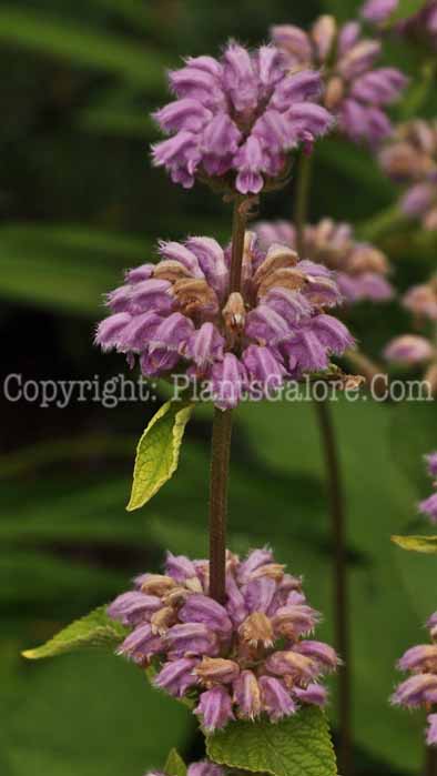 PGC-P-Phlomis-alpina-aka-Alpine-Phlomis-10