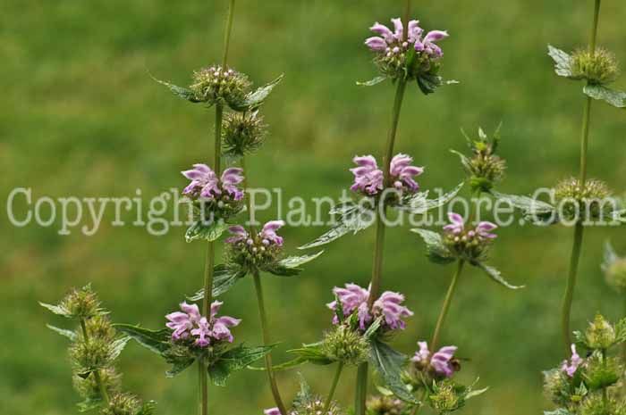 PGC-P-Phlomis-alpina-aka-Alpine-Phlomis-2