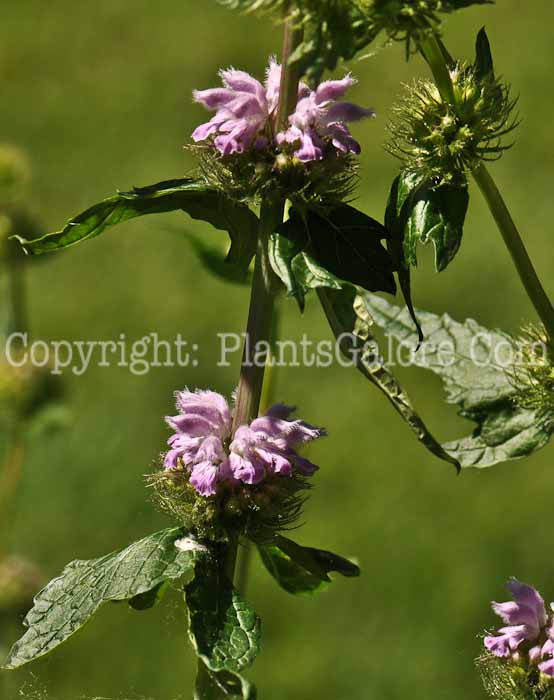 PGC-P-Phlomis-alpina-aka-Alpine-Phlomis-5