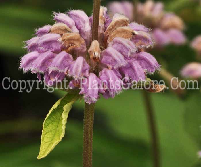 PGC-P-Phlomis-alpina-aka-Alpine-Phlomis-8