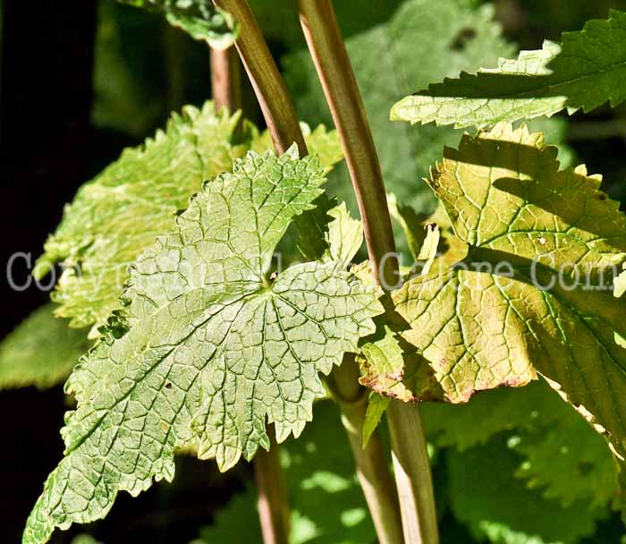 PGC-P-Phlomis-alpina-aka-Alpine-Phlomis-9