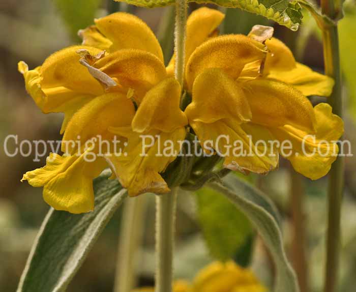 PGC-P-Phlomis-fruticosa-aka-Jerusalem-Sage-3