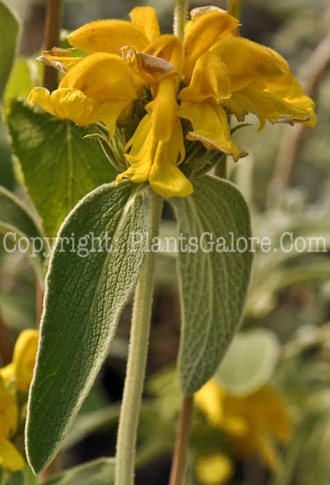 PGC-P-Phlomis-fruticosa-aka-Jerusalem-Sage-4