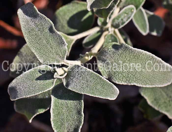 PGC-P-Phlomis-fruticosa-aka-Jerusalem-Sage-5