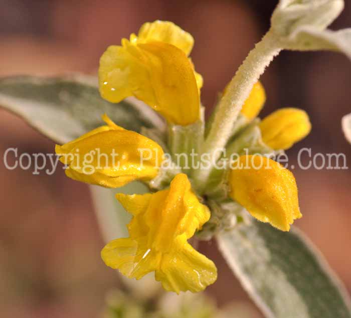 PGC-P-Phlomis-fruticosa-aka-Jerusalem-Sage-6
