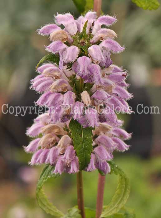PGC-P-Phlomis-tuberosa-05-2012-1a-2