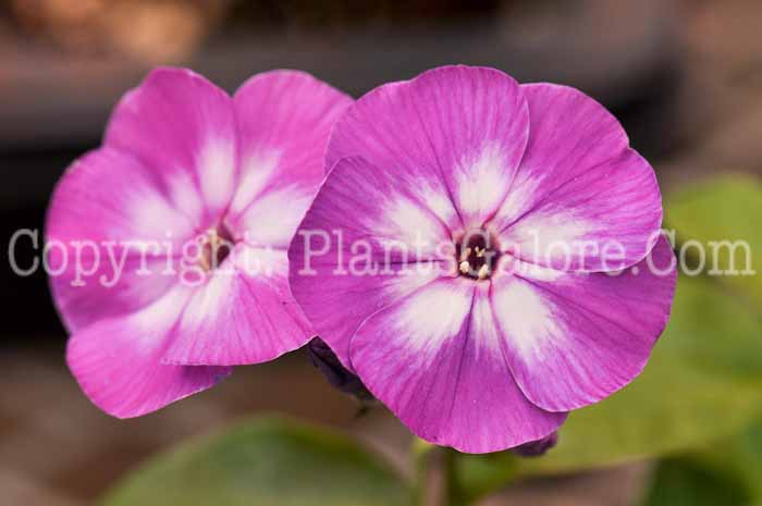 PGC-P-Phlox-paniculata-Laura-2010-02