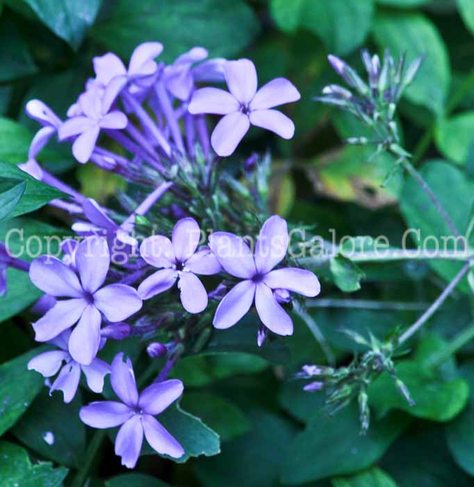 PGC-P-Phlox-paniculata-MSU-10-2011-002