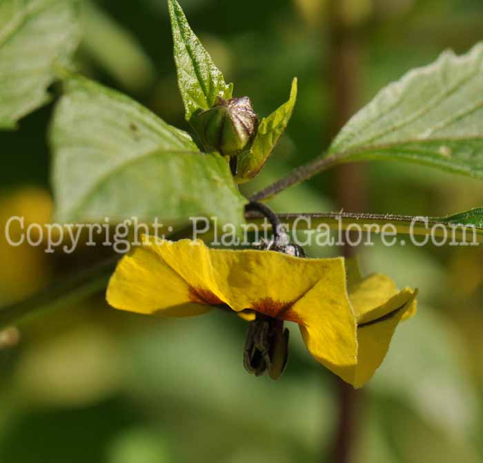 PGC-A-Physalis-philadelphica-aka-Tomatillo-flower-1