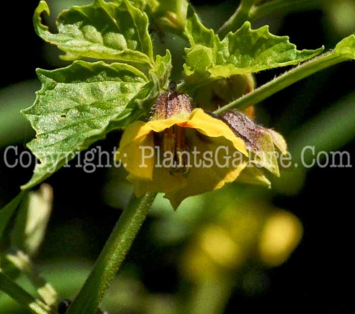 PGC-A-Physalis-philadelphica-aka-Tomatillo-flower-2