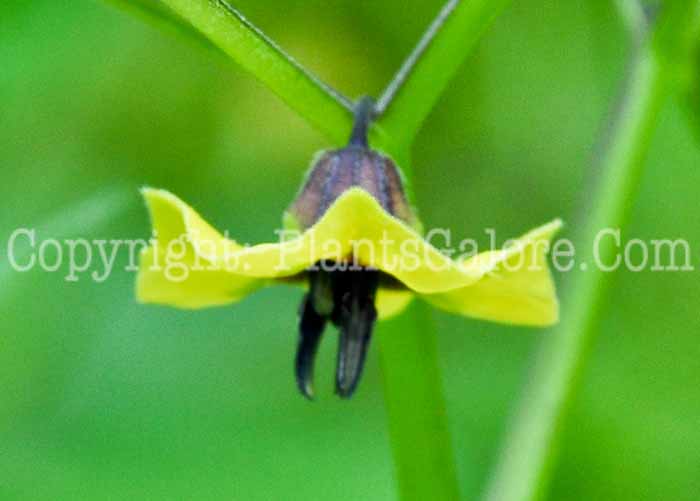 PGC-A-Physalis-philadelphica-aka-Tomatillo-flower-5