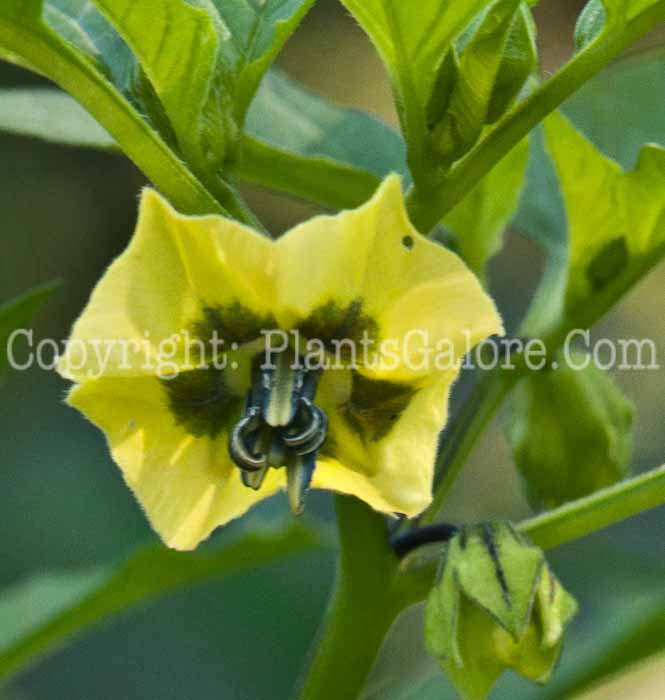 PGC-A-Physalis-philadelphica-aka-Tomatillo-flower-7