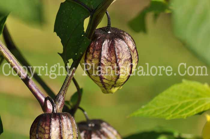 PGC-A-Physalis-philadelphica-aka-Tomatillo-fruit-1