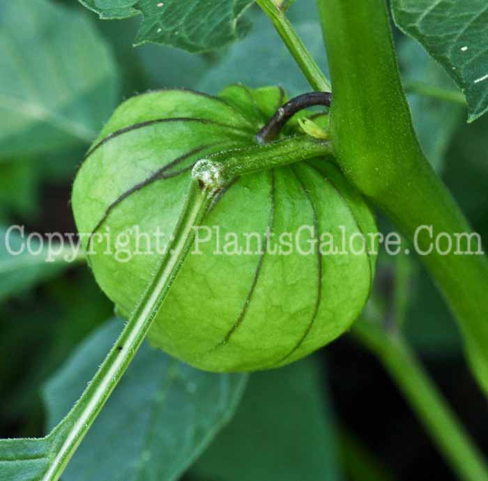 PGC-A-Physalis-philadelphica-aka-Tomatillo-fruit-2