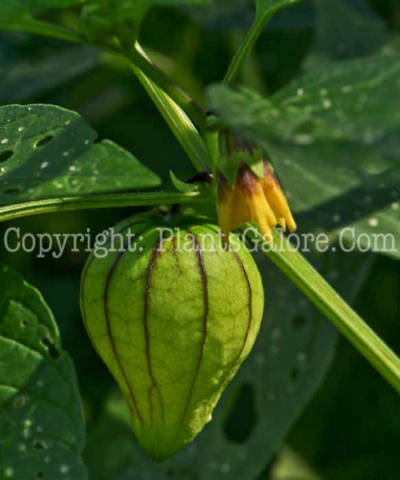 PGC-A-Physalis-philadelphica-aka-Tomatillo-fruit-3