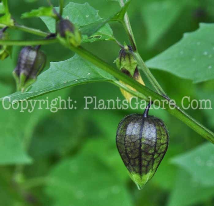 PGC-A-Physalis-philadelphica-aka-Tomatillo-fruit-4