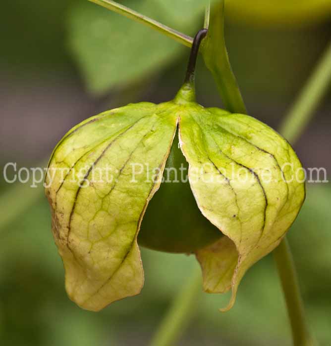 PGC-A-Physalis-philadelphica-aka-Tomatillo-fruit-5