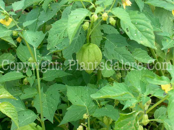 PGC-A-Physalis-philadelphica-Pineapple-MSU-2011-1