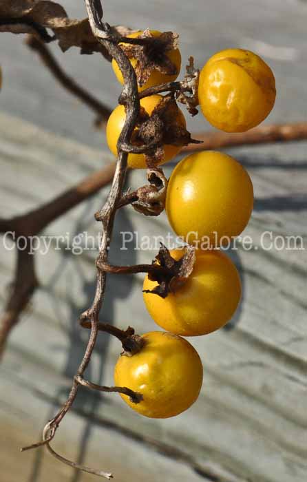 PGC-A-Physalis-pruinosa-aka-Groundcherry-2009_001