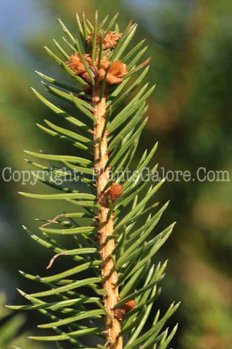 PGC-T-Picea-abies-10-MSU-2011-3