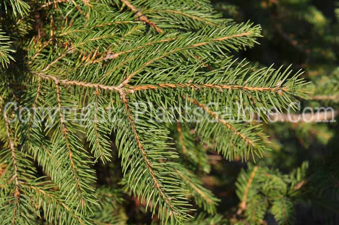 PGC-T-Picea-abies-10-MSU-2011-5
