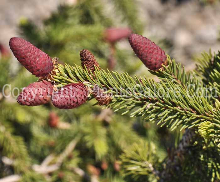 PGC-T-Picea-abies-Acrocoma-05-2012-02