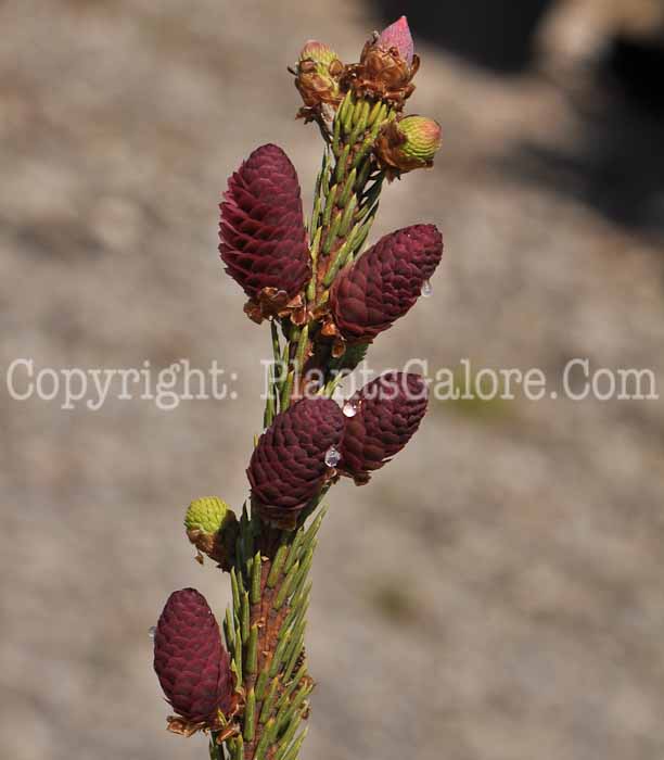 PGC-T-Picea-abies-Acrocoma-05-2012-03