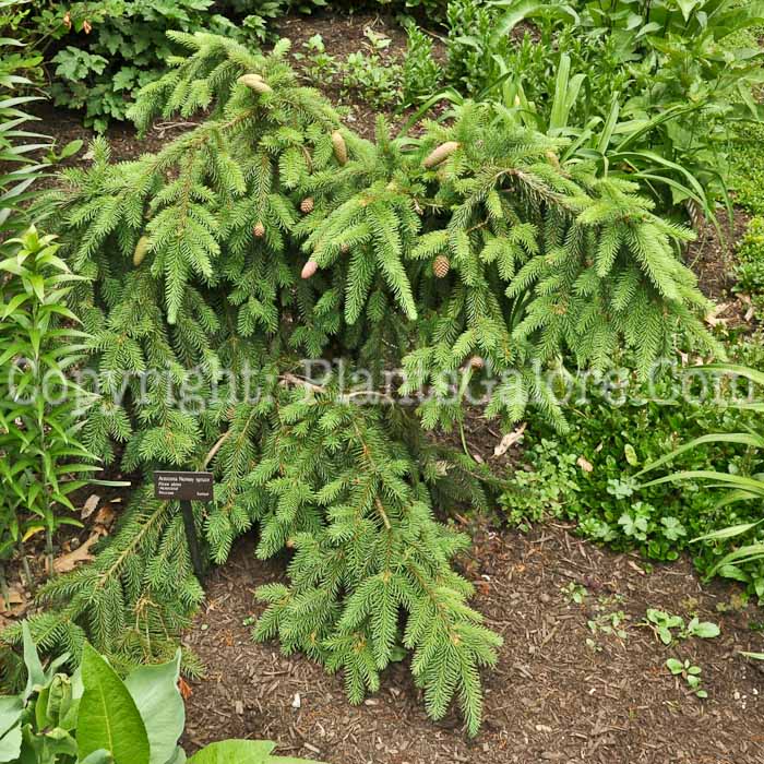 PGC-T-Picea-abies-Acrocona-05-12-1