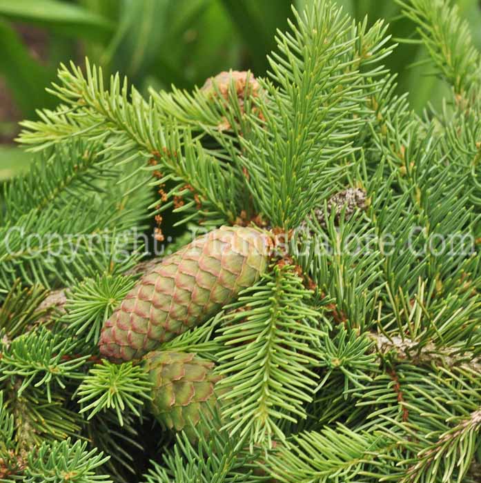PGC-T-Picea-abies-Acrocona-05-12-2