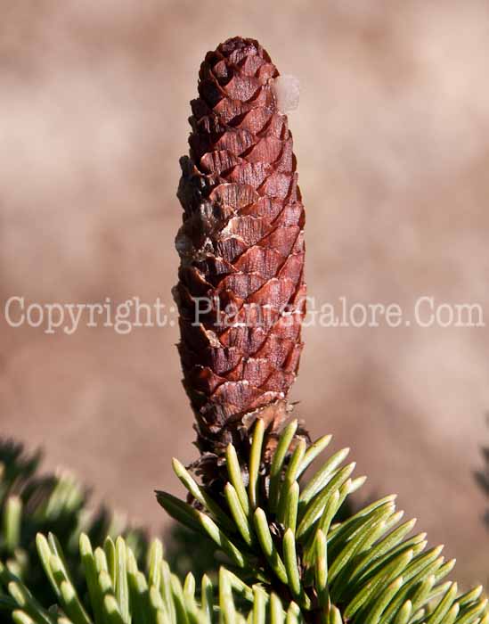 PGC-T-Picea-abies-Big-Wave-0614-1