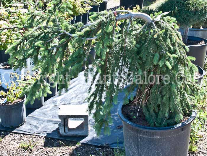 PGC-T-Picea-abies-Big-Wave-0614-4