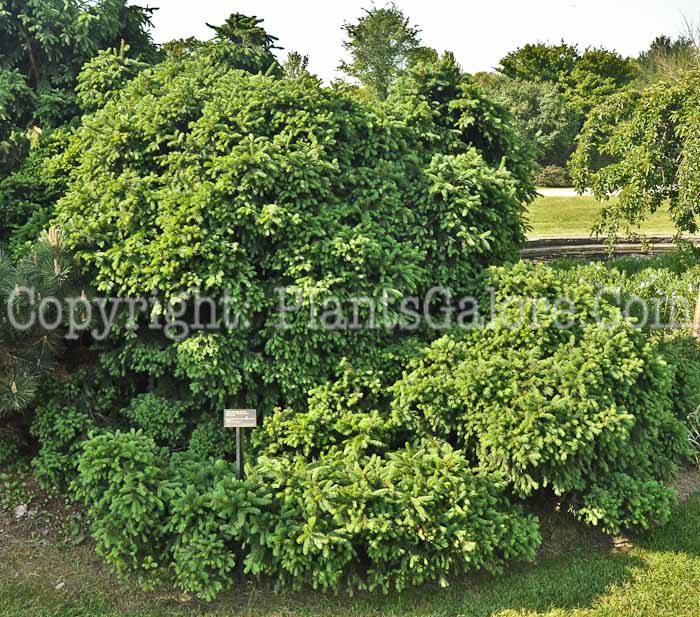 PGC-T-Picea-abies-Clanbrassiliana-05-12-1