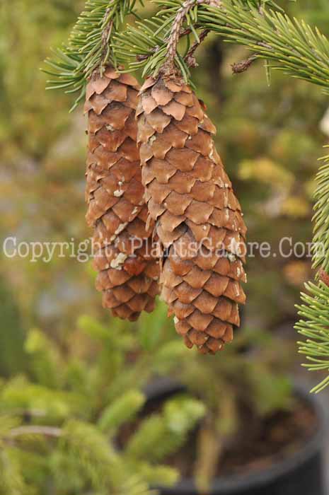 PGC-T-Picea-abies-Elegantissima-05-2012-2