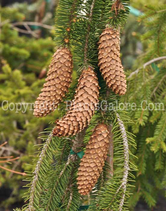 PGC-T-Picea-abies-Inversa-05-2012-1
