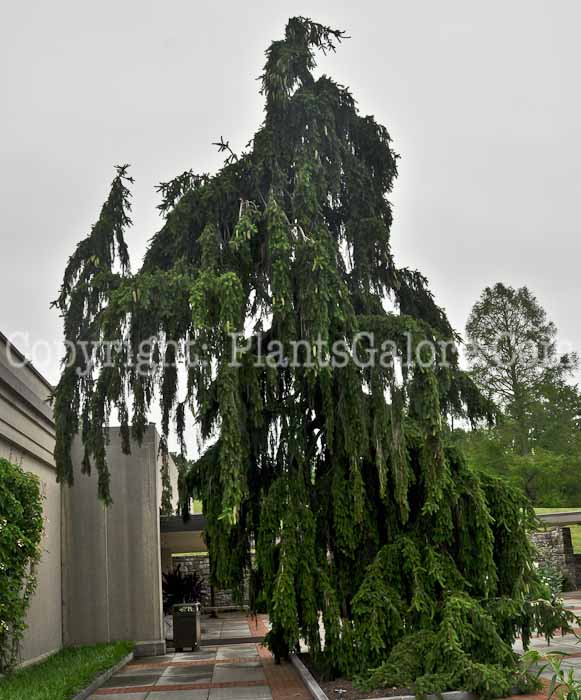 PGC-T-Picea-abies-Inversa-06-12-1