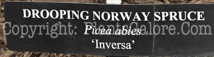 PGC-T-Picea-abies-Inversa-06-12-3