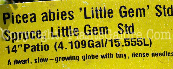 PGC-T-Picea-abies-Little_Gem-01-2010